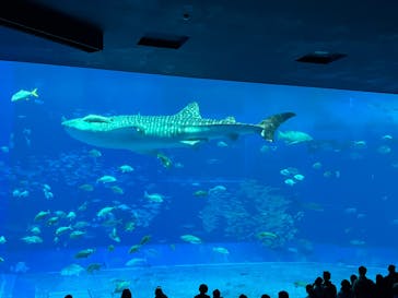 沖縄美ら海水族館に投稿された画像（2026/2/17）