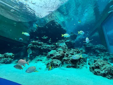沖縄美ら海水族館に投稿された画像（2026/2/17）