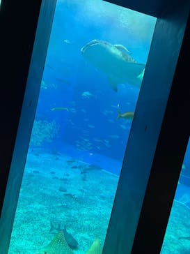沖縄美ら海水族館に投稿された画像（2026/2/17）