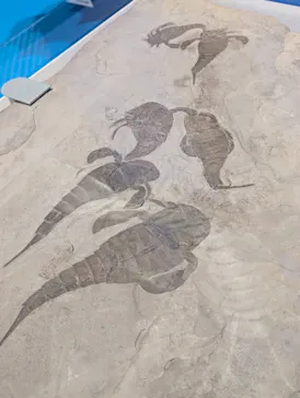 特別展「大絶滅展―生命史のビッグファイブ」に投稿された画像（2026/2/17）