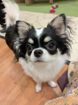 いぬカフェRio 下北沢店に投稿された画像（2026/2/17）