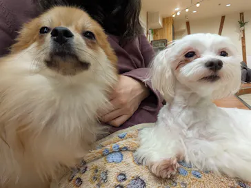 いぬカフェRio 下北沢店に投稿された画像（2026/2/17）