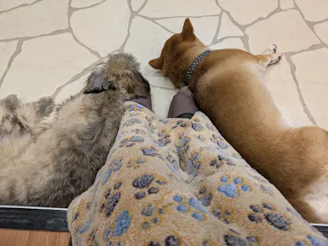 いぬカフェRio 下北沢店に投稿された画像（2026/2/17）