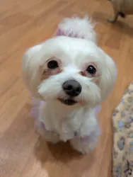 いぬカフェRio 下北沢店に投稿された画像（2026/2/17）