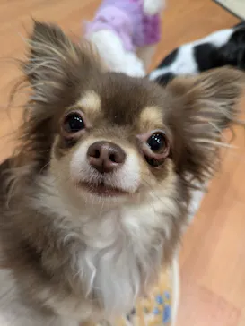 いぬカフェRio 下北沢店に投稿された画像（2026/2/17）