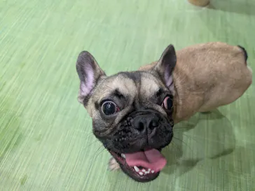 いぬカフェRio 下北沢店に投稿された画像（2026/2/17）