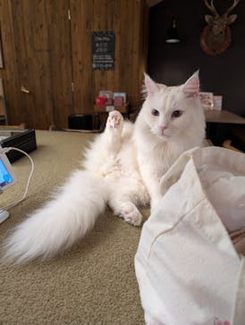 猫カフェモカ　池袋東口店に投稿された画像（2026/2/17）