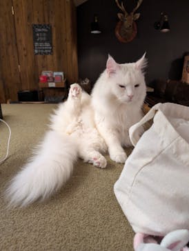 猫カフェモカ　池袋東口店に投稿された画像（2026/2/17）