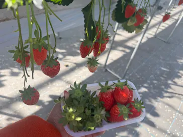 とよさんファームいちご園に投稿された画像（2026/2/17）