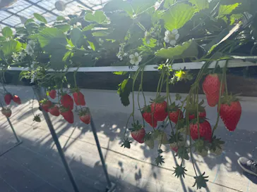 とよさんファームいちご園に投稿された画像（2026/2/17）
