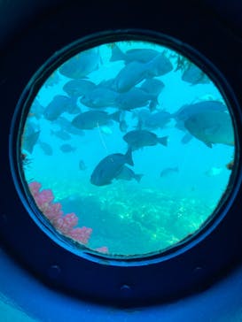 串本海中公園水族館に投稿された画像（2026/2/17）