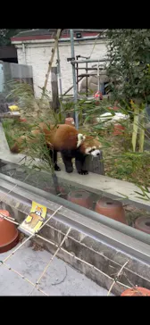 天王寺動物園に投稿された画像（2026/2/18）