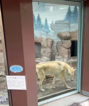 天王寺動物園に投稿された画像（2026/2/18）