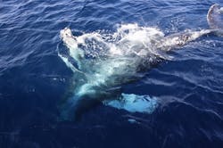 沖縄アイランドクルーに投稿された画像（2026/2/18）