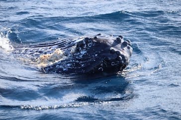 沖縄アイランドクルーに投稿された画像（2026/2/18）