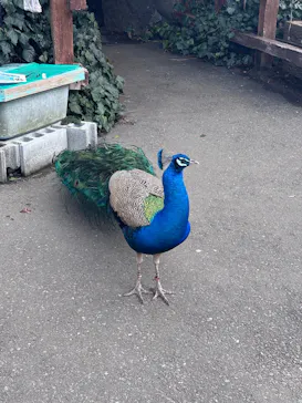 伊豆シャボテン動物公園に投稿された画像（2026/2/18）