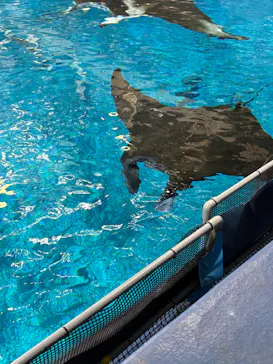 沖縄美ら海水族館（館内体験）に投稿された画像（2026/2/18）