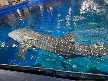 沖縄美ら海水族館（館内体験）に投稿された画像（2026/2/18）