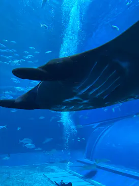 沖縄美ら海水族館（館内体験）に投稿された画像（2026/2/18）