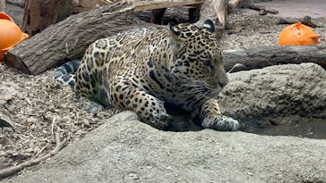 名古屋市東山動植物園に投稿された画像（2026/2/18）