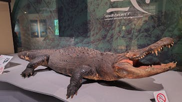 国立科学博物館に投稿された画像（2026/2/18）