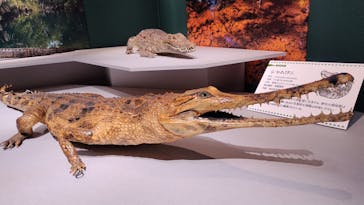 国立科学博物館に投稿された画像（2026/2/18）