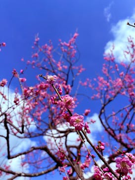 偕楽園本園に投稿された画像（2026/2/18）