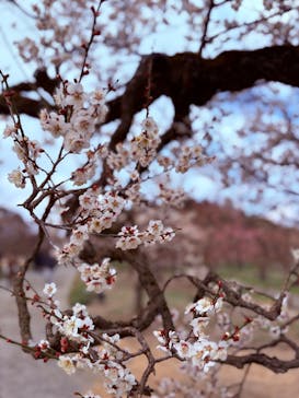 偕楽園本園に投稿された画像（2026/2/18）