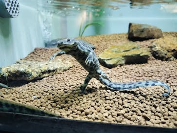 名古屋市東山動植物園に投稿された画像（2026/2/18）