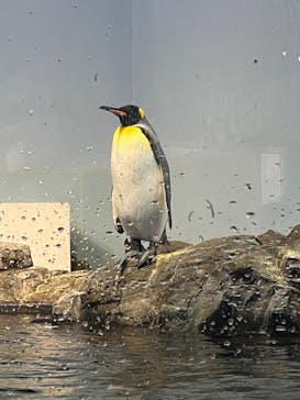 マクセル アクアパーク品川に投稿された画像（2026/2/18）