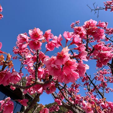 仙巌園に投稿された画像（2026/2/18）