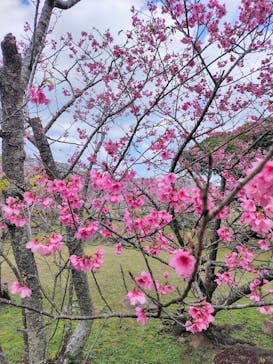 今帰仁城跡に投稿された画像（2026/2/18）