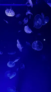 名古屋港水族館に投稿された画像（2026/2/18）