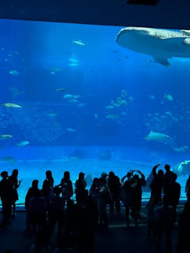 沖縄美ら海水族館に投稿された画像（2026/2/18）