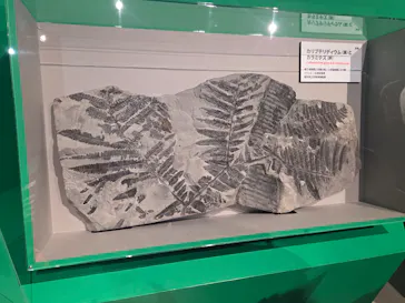 特別展「大絶滅展―生命史のビッグファイブ」に投稿された画像（2026/2/18）