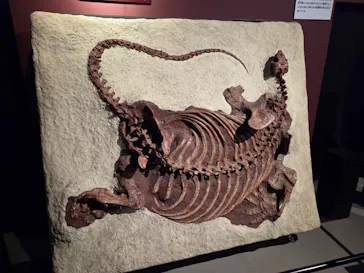 特別展「大絶滅展―生命史のビッグファイブ」に投稿された画像（2026/2/18）