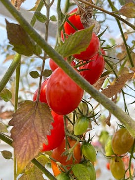 くらもとファームに投稿された画像（2026/2/18）