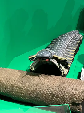 特別展「大絶滅展―生命史のビッグファイブ」に投稿された画像（2026/2/18）