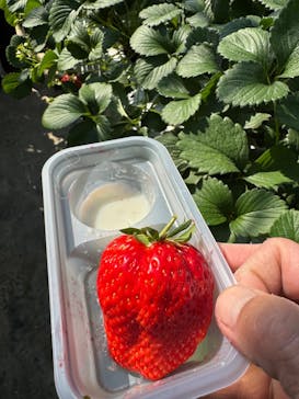 お陽様農園に投稿された画像（2026/2/18）