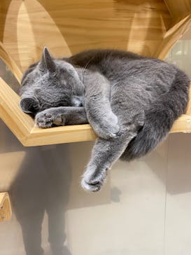 Cat Café MOFF コクーンシティさいたま新都心店に投稿された画像（2026/2/18）