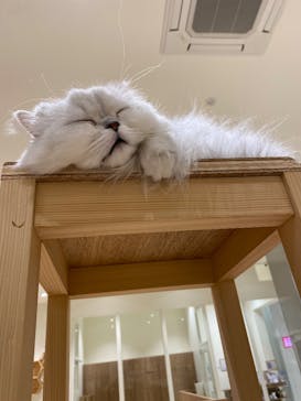 Cat Café MOFF コクーンシティさいたま新都心店に投稿された画像（2026/2/18）