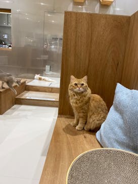Cat Café MOFF コクーンシティさいたま新都心店に投稿された画像（2026/2/18）