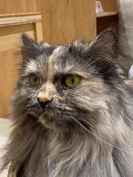 Cat Café MOFF コクーンシティさいたま新都心店に投稿された画像（2026/2/18）