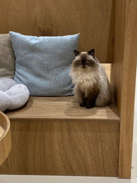 Cat Café MOFF コクーンシティさいたま新都心店に投稿された画像（2026/2/18）