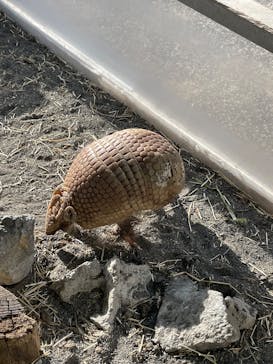 伊豆アニマルキングダムに投稿された画像（2026/2/18）