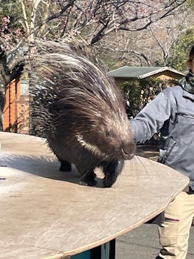 伊豆アニマルキングダムに投稿された画像（2026/2/18）