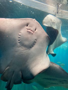 越前松島水族館に投稿された画像（2026/2/18）