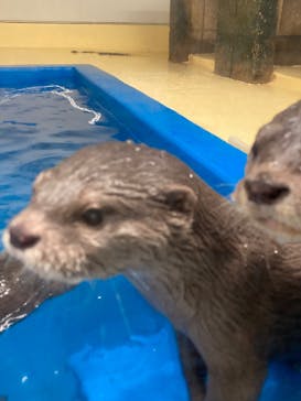 越前松島水族館に投稿された画像（2026/2/18）