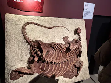 特別展「大絶滅展―生命史のビッグファイブ」に投稿された画像（2026/2/19）
