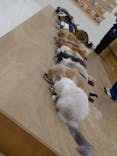 Cat Café MOFF イオンモール豊川店に投稿された画像（2026/2/19）